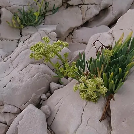 Soldic-razanj Appartement