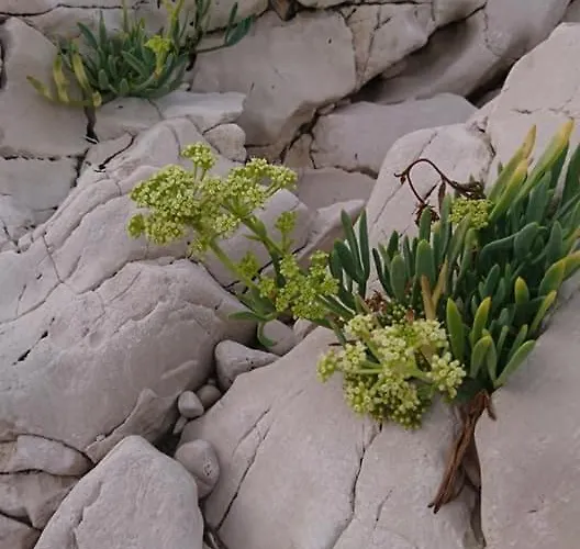 Soldic-razanj Lägenhet